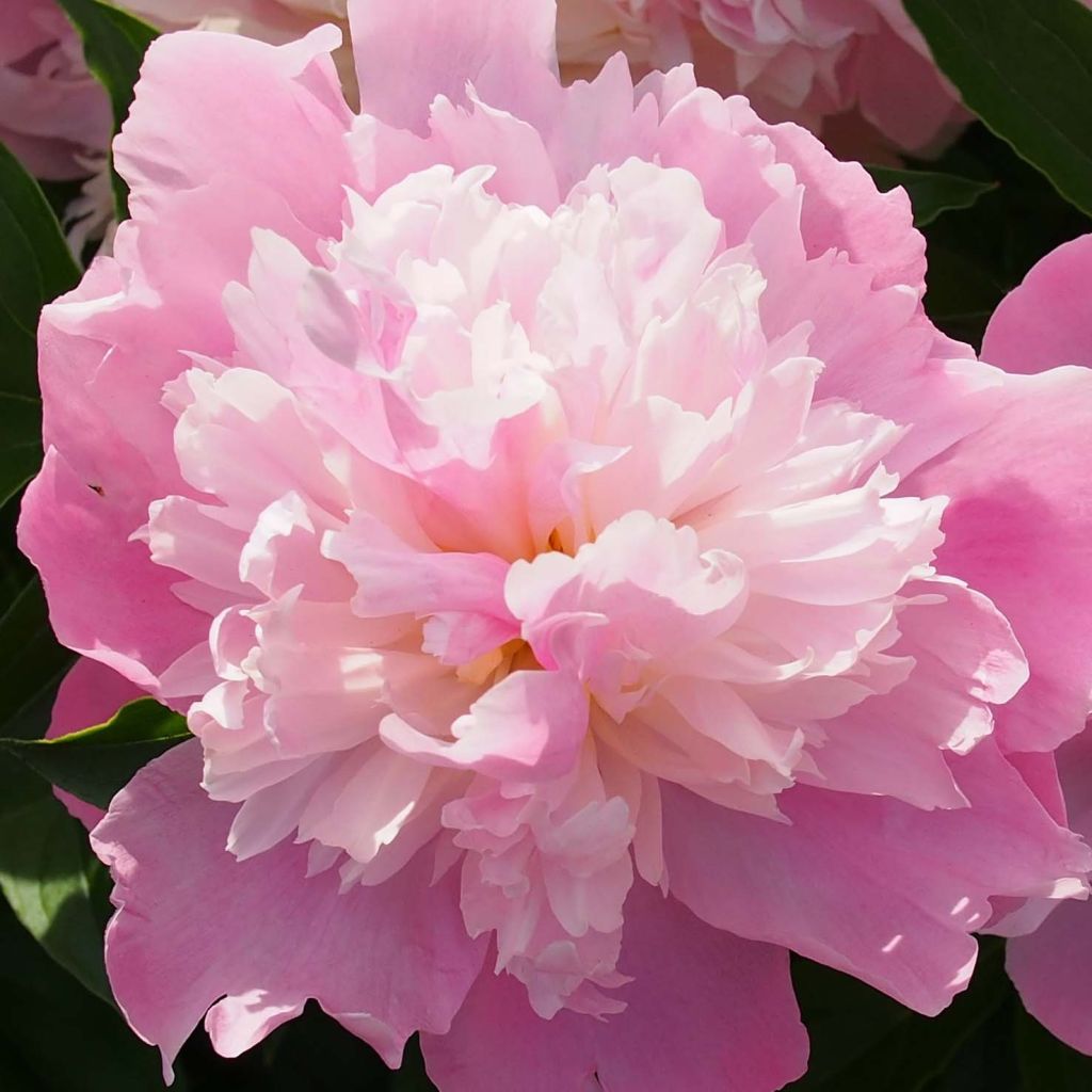 Peonia erbacea Monsieur Jules Elie