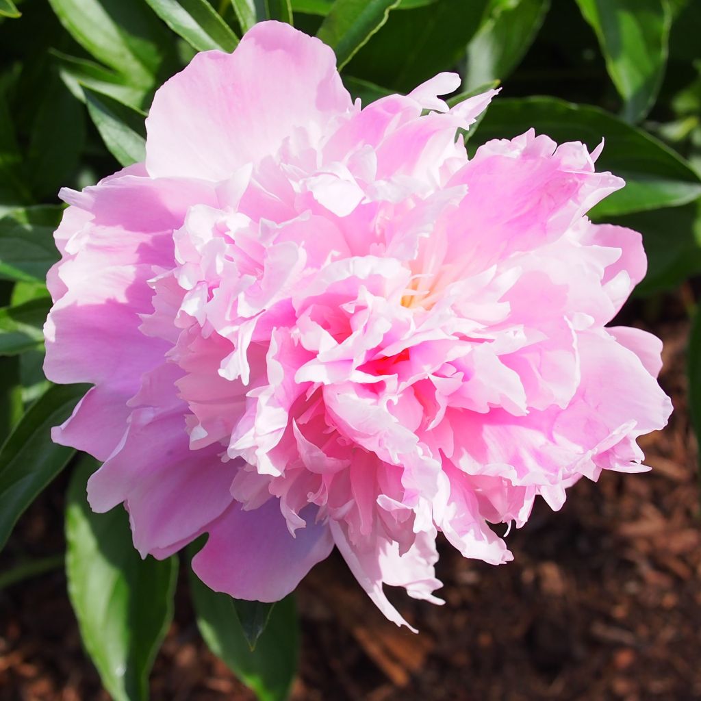 Peonia erbacea Monsieur Jules Elie