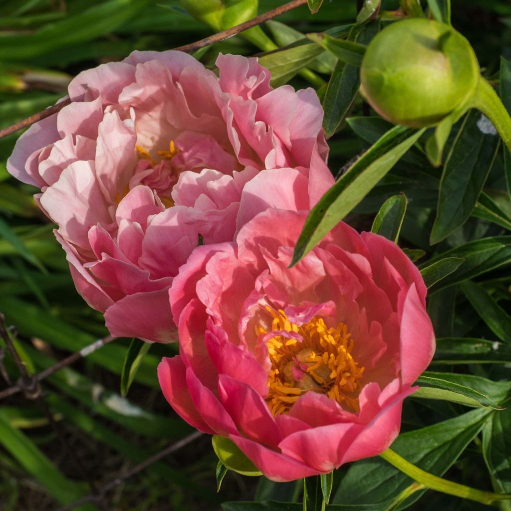 Peonia erbacea Pink Hawaiian Coral