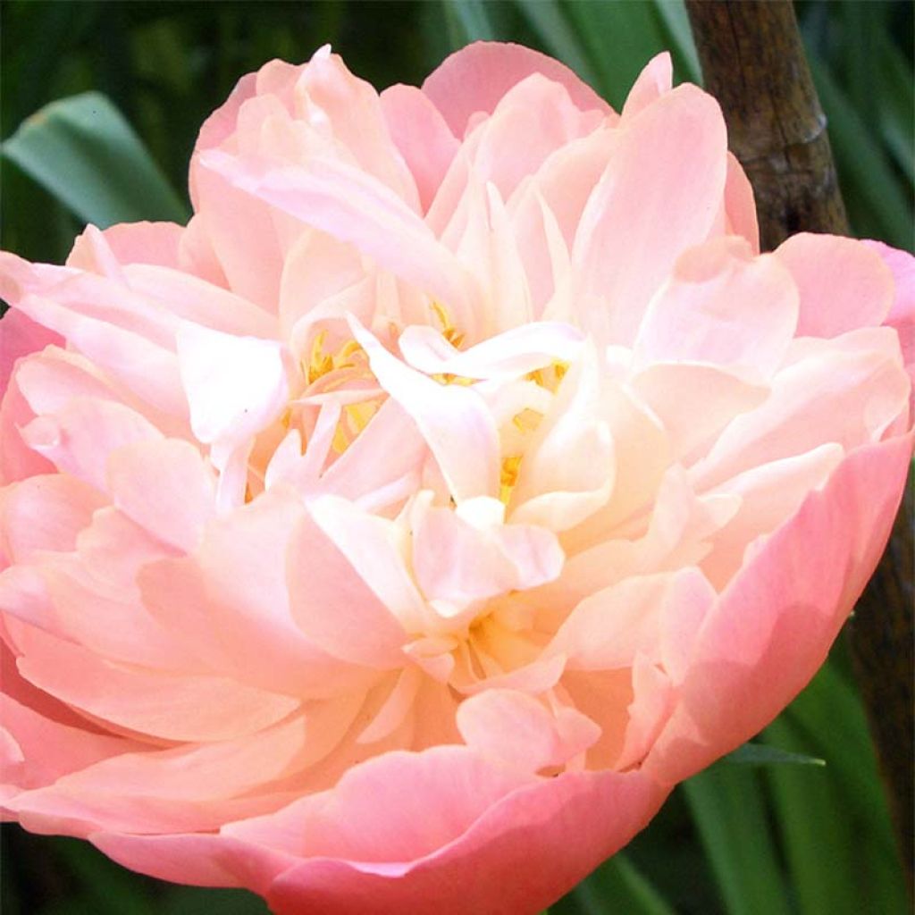 Peonia erbacea Pink Hawaiian Coral