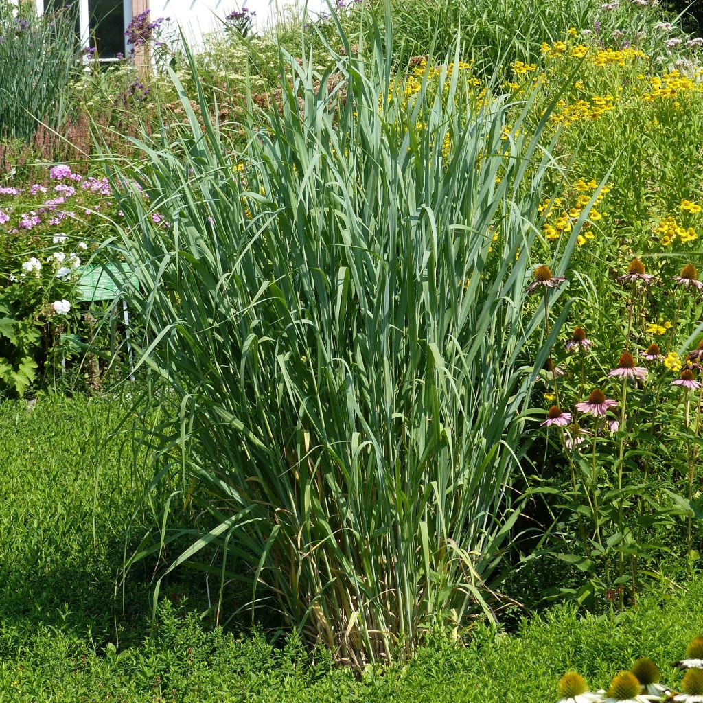 Panic érigé - Panicum virgatum Dallas Blues