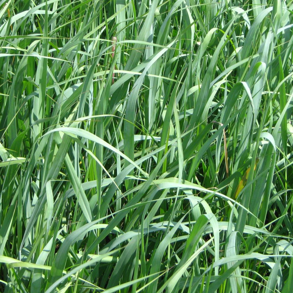 Panic érigé - Panicum virgatum Dallas Blues
