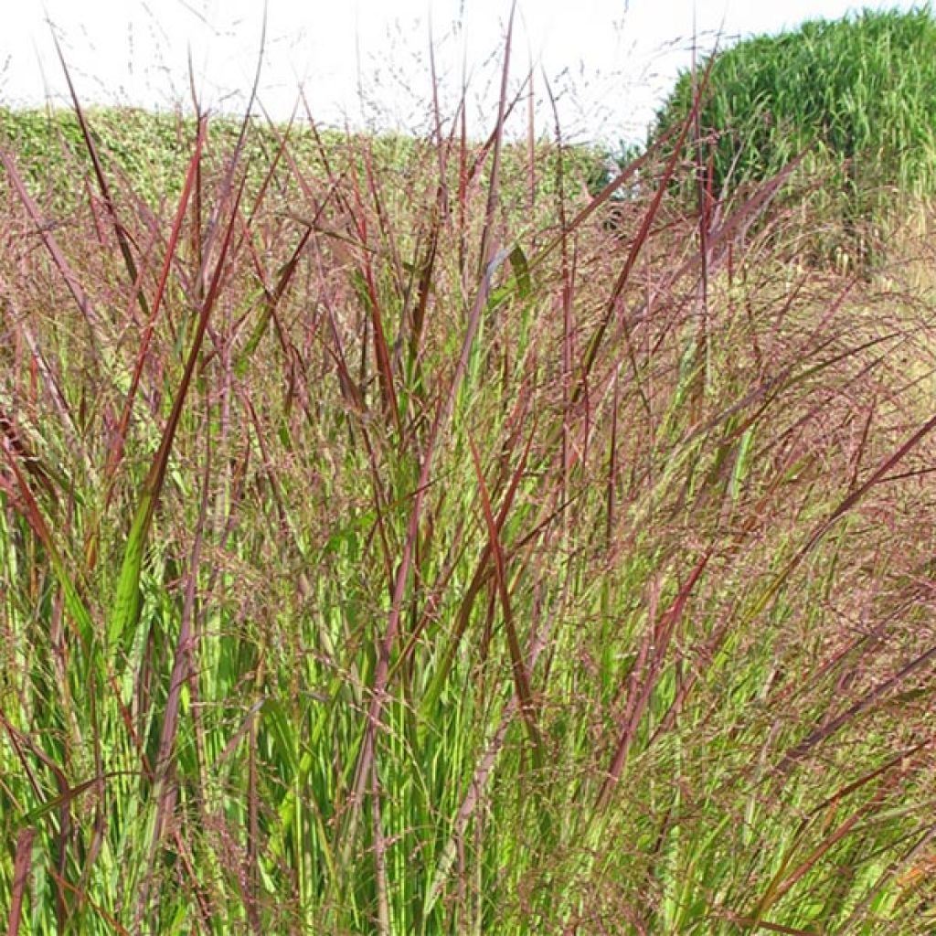 Panicum virgatum Warrior