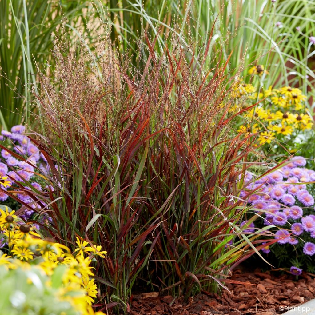 Panicum virgatum Hot Rod