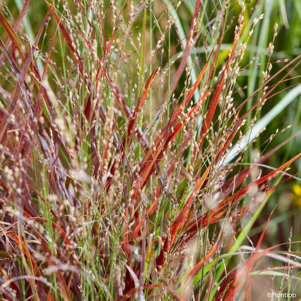 Panicum virgatum Hot Rod