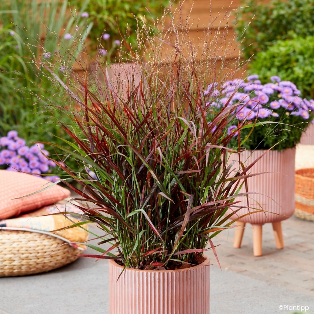 Panicum virgatum Hot Rod