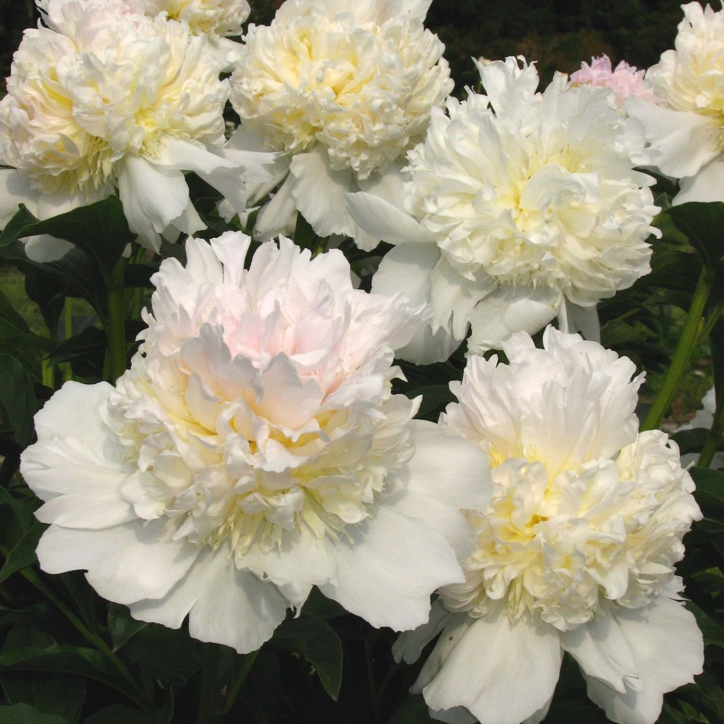 Peonia erbacea Top Brass