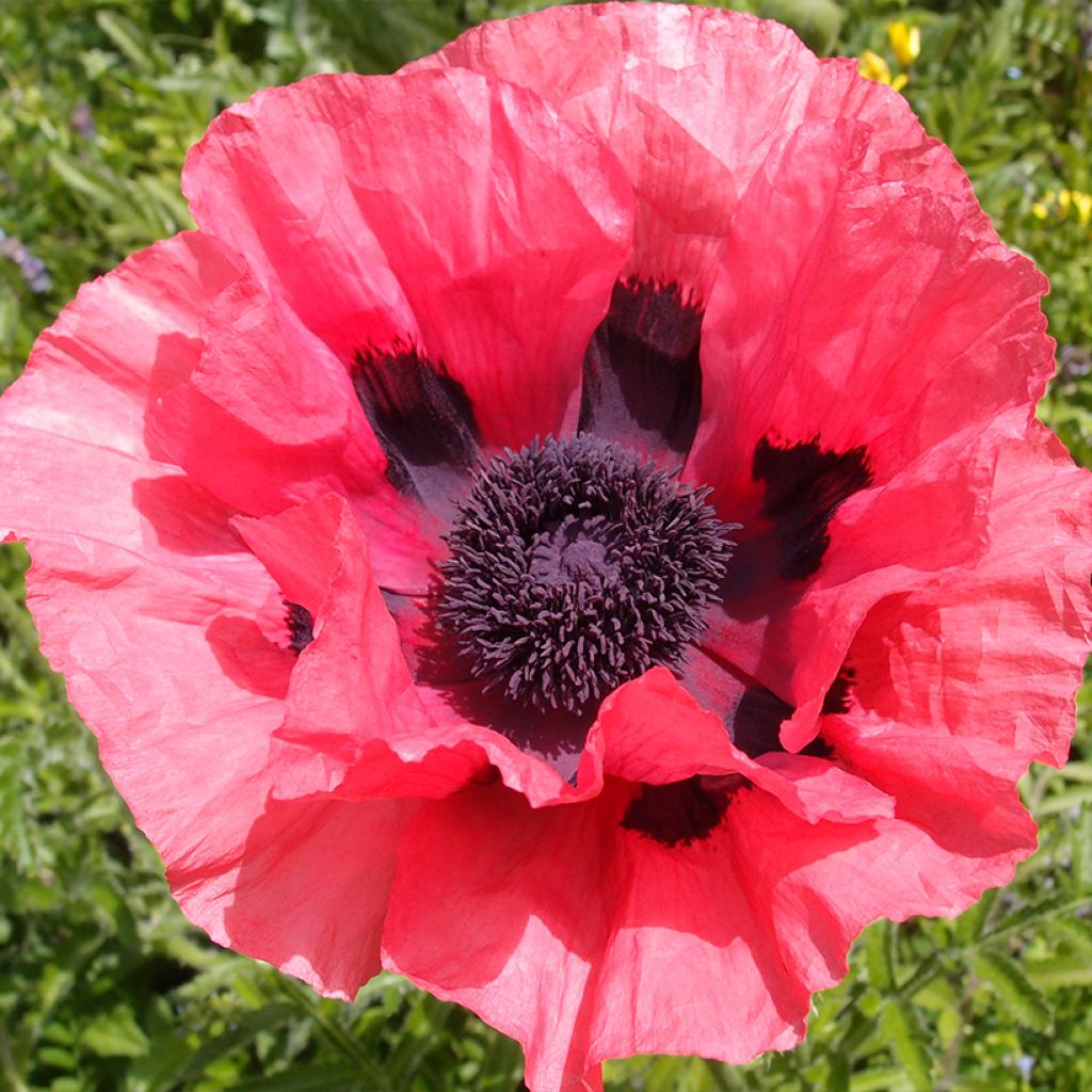 Papaver orientale Rasberry Brulee