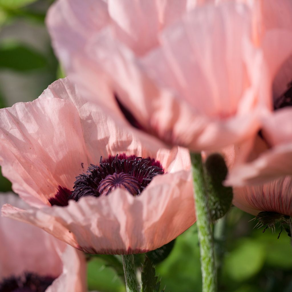 Papaver orientale Little Dancing Girl