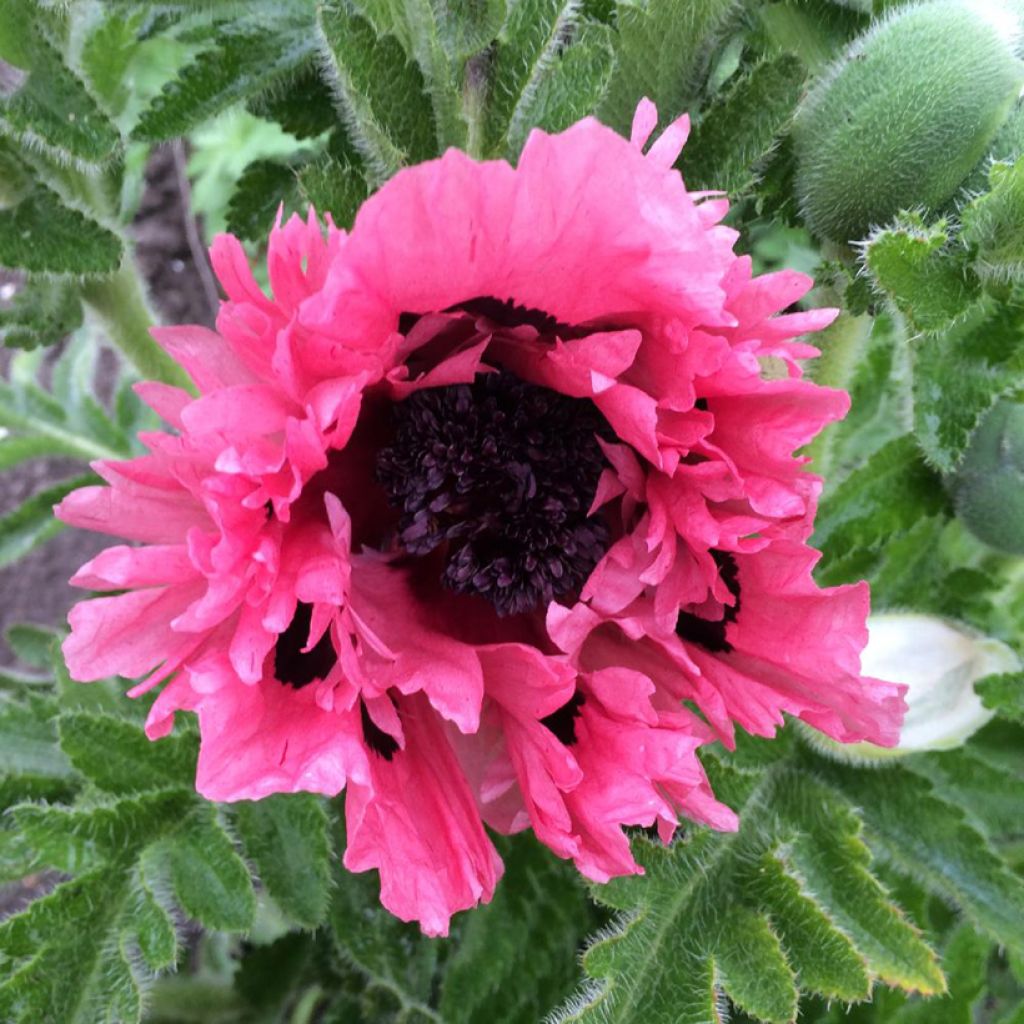 Papaver orientale Pink Perfection