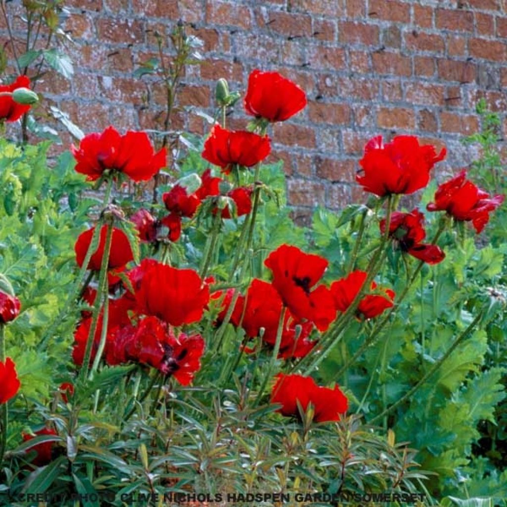 Papaver orientale Beauty of Livermere