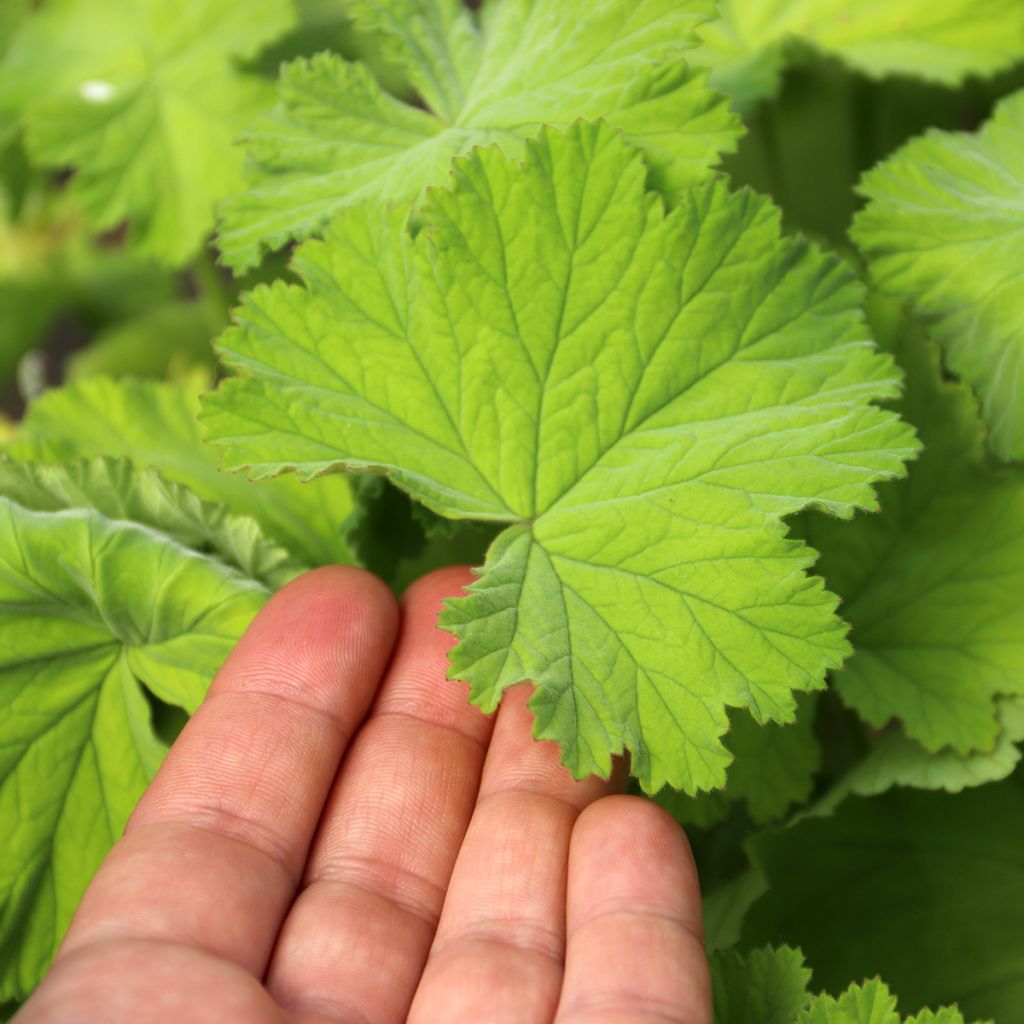 Pelargonium album - Pelargonio