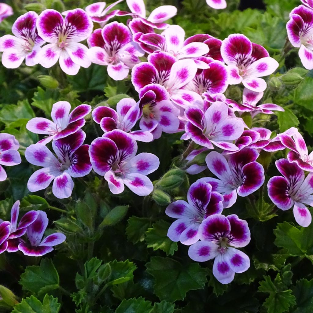 Pelargonium Mosquitaway Nova - Geranio odoroso
