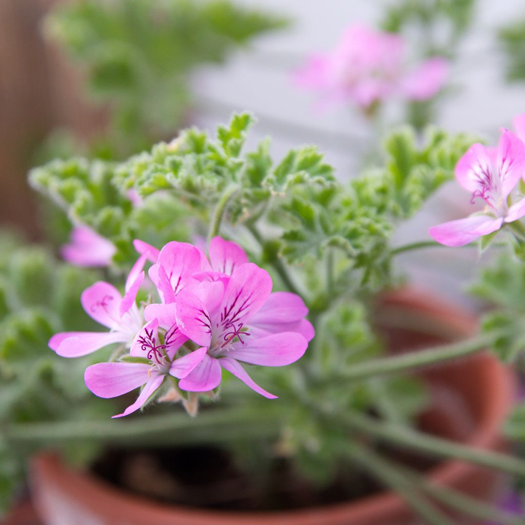 Pelargonium capitatum Pink Capricorn