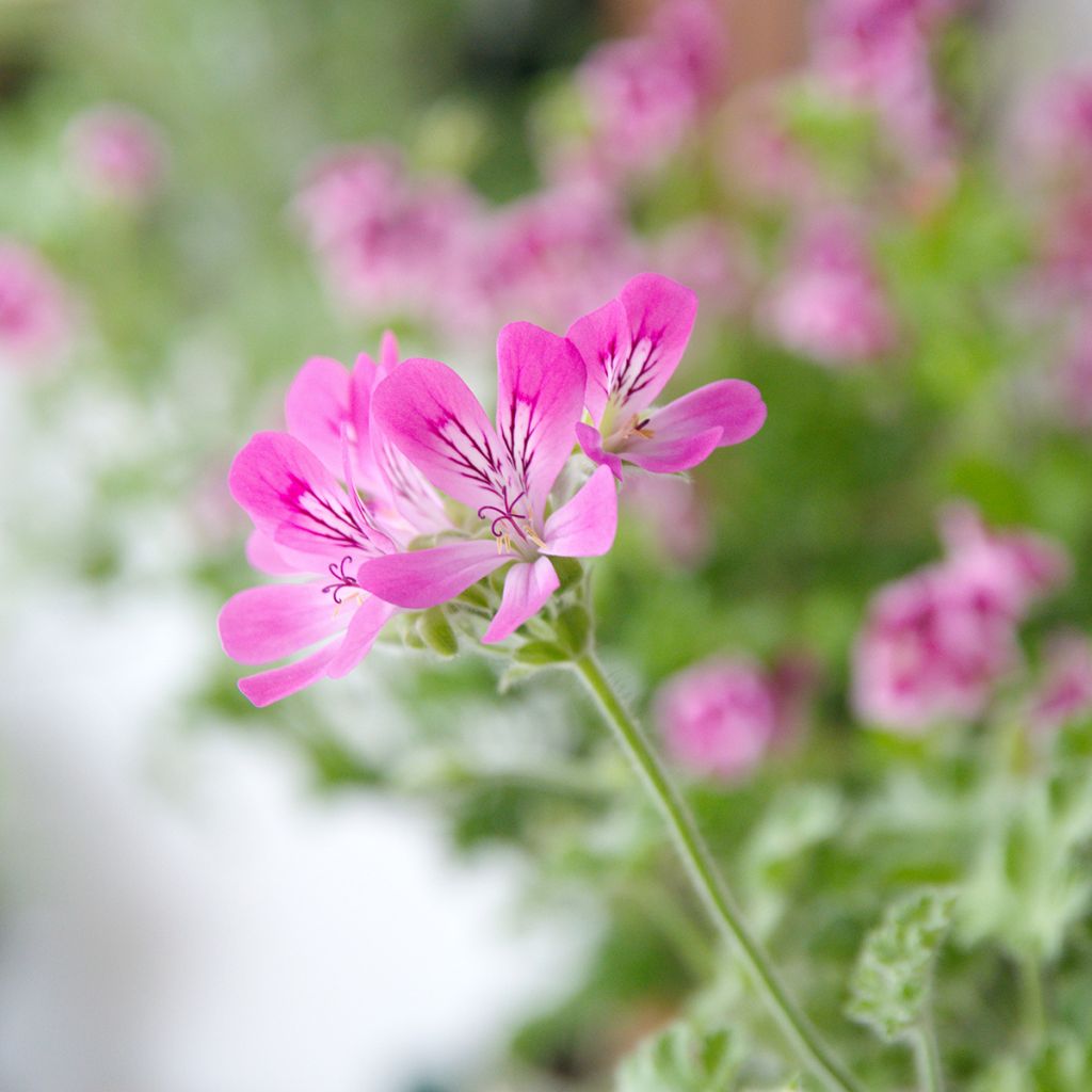 Pelargonium capitatum Pink Capricorn