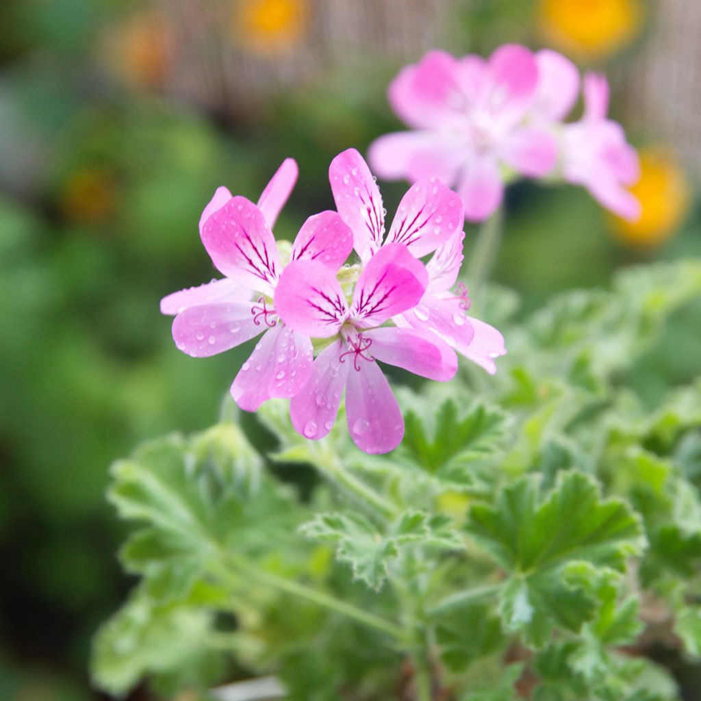 Pelargonium capitatum Pink Capricorn