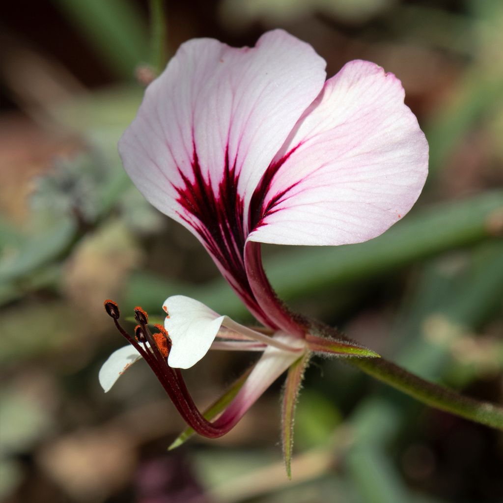 Pelargonium tetragonum