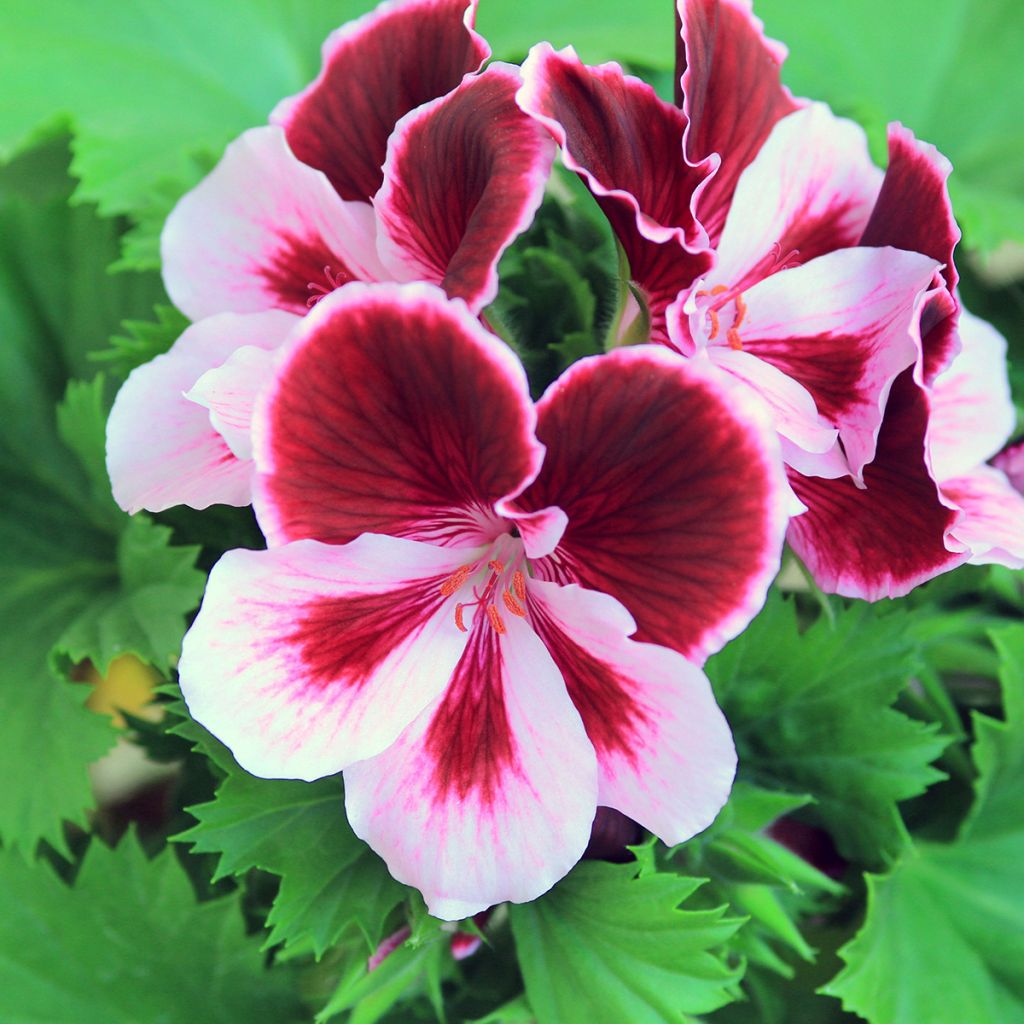 Pelargonium Angeleyes Burgundy