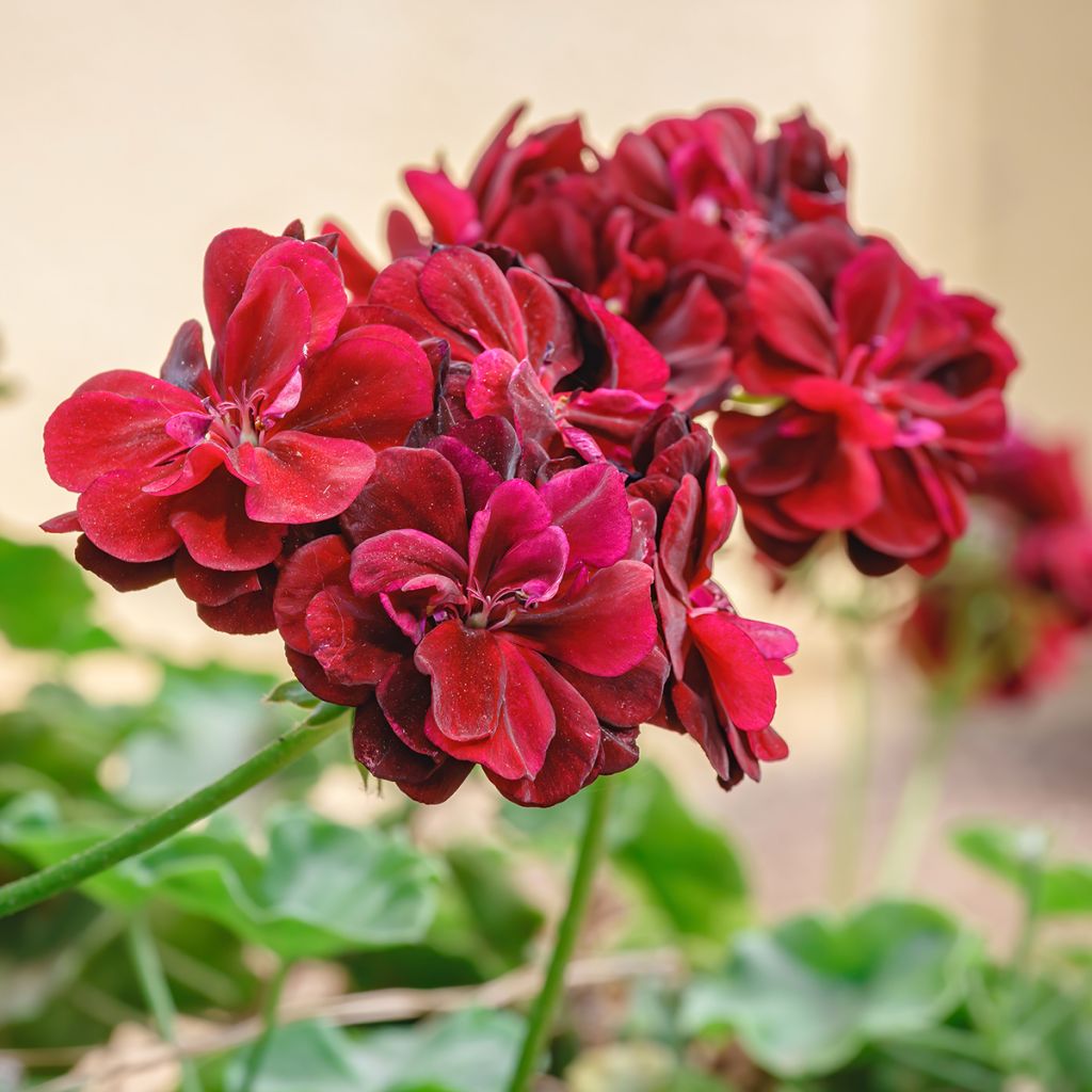 Geranio edera Double Royal Brillant Red