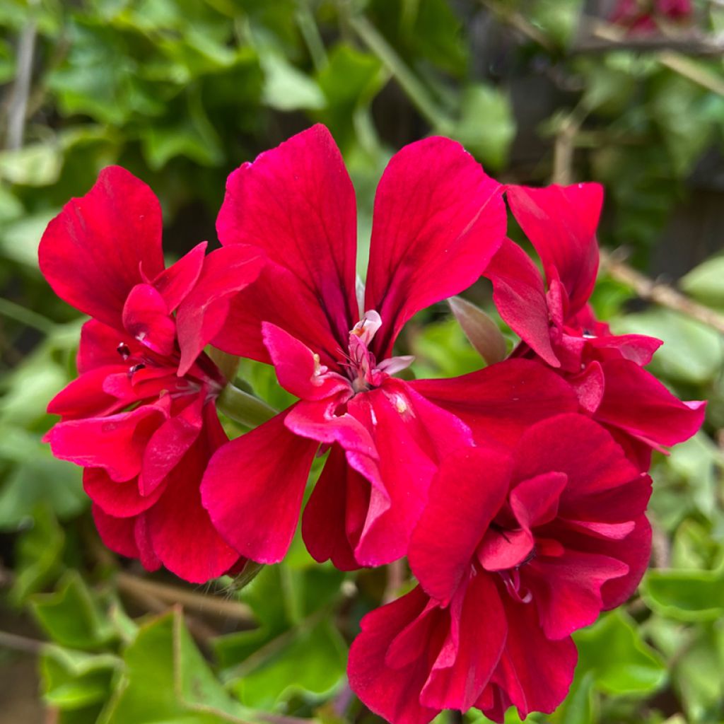 Geranio edera Moonflair Red