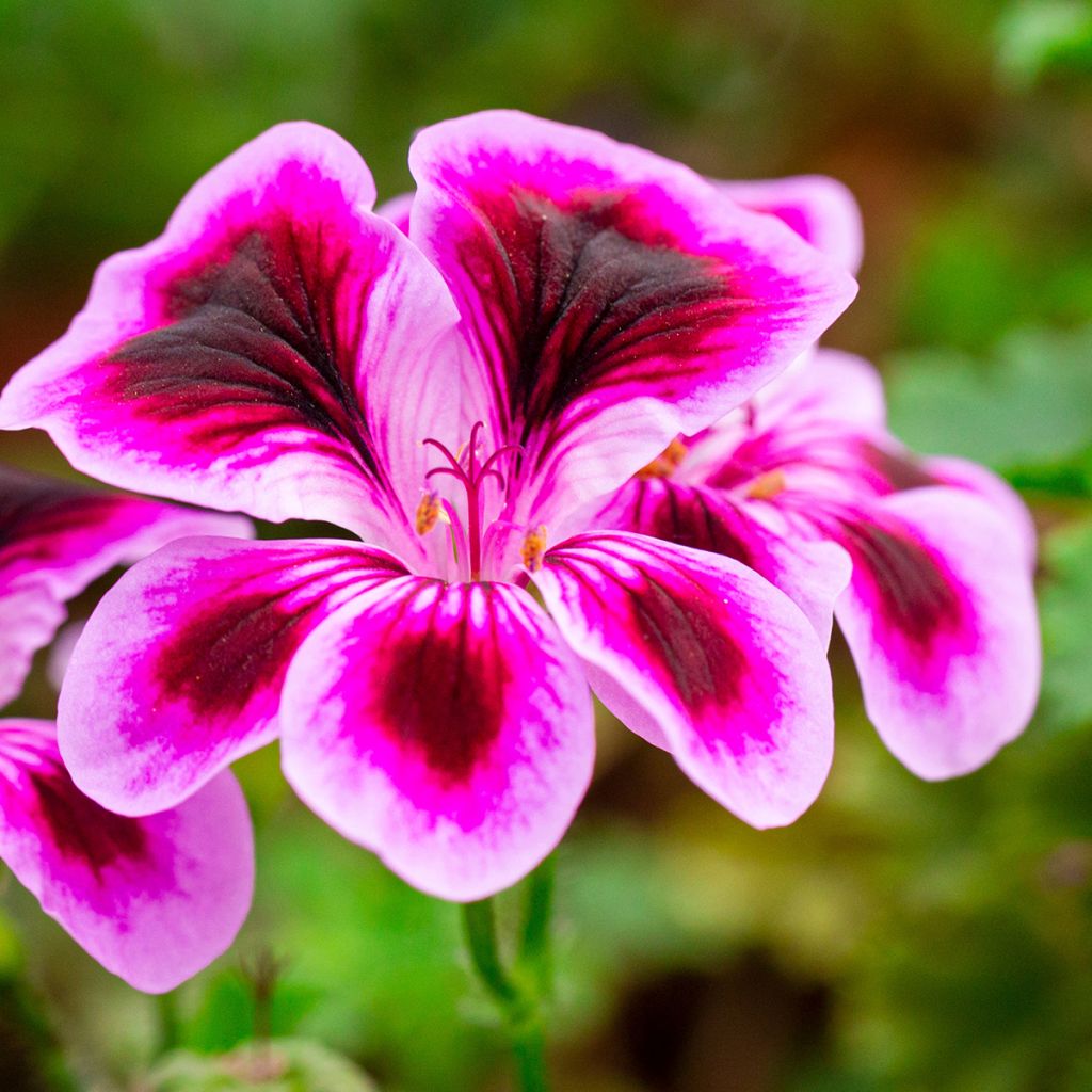 Pelargonium Angel Eyes Blueberry