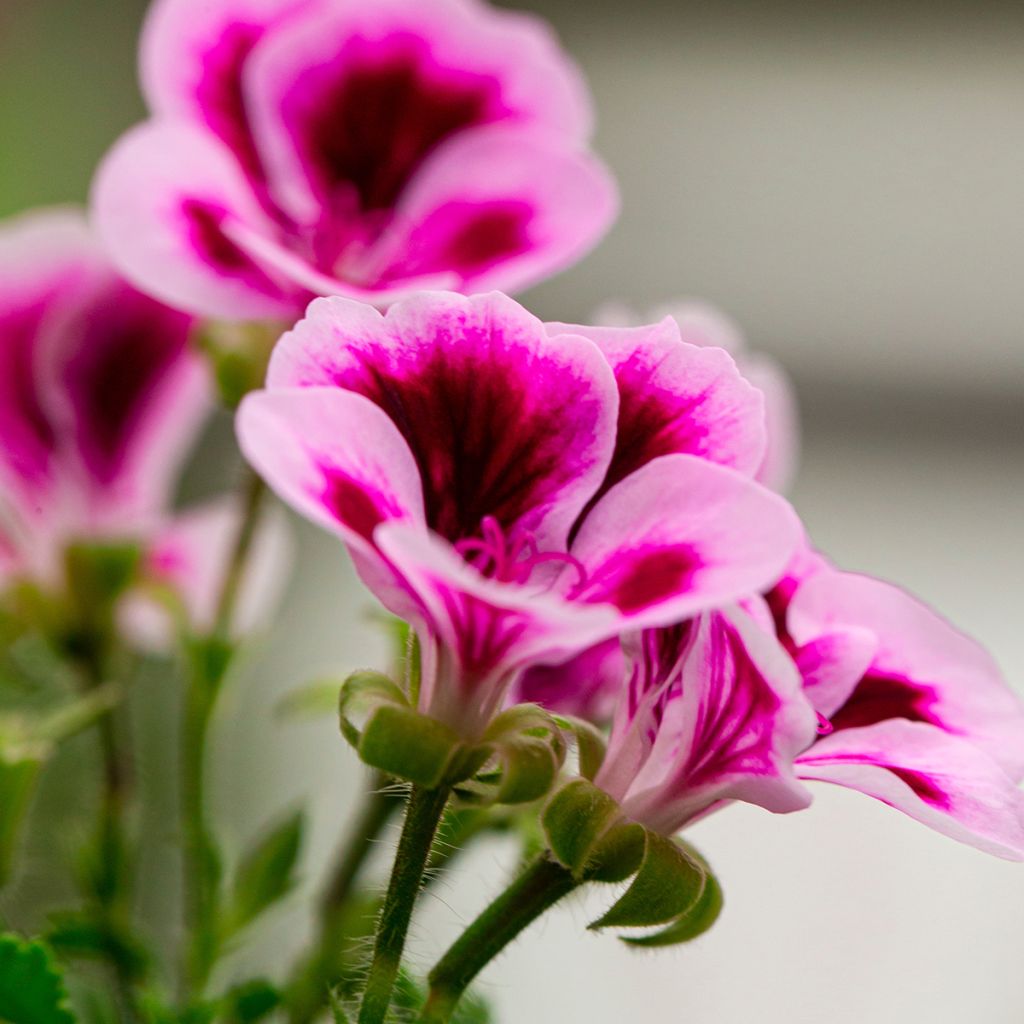Pelargonium Angel Eyes Blueberry