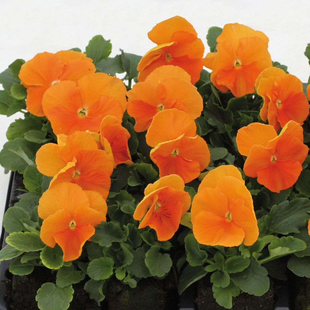 Pensée à Fleurs Moyennes Matrix Orange Deep - Viola hybrida F1 Matrix