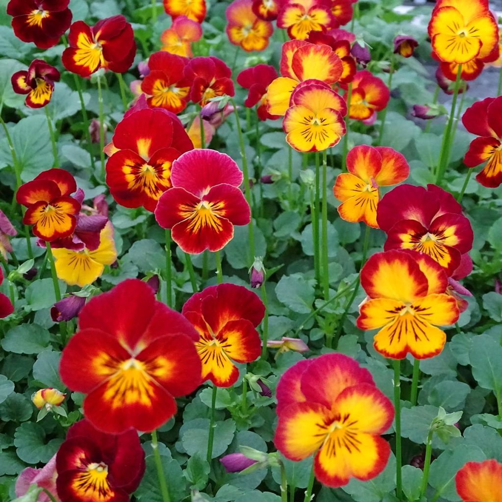 Viola Ultima Radiance F1 Red