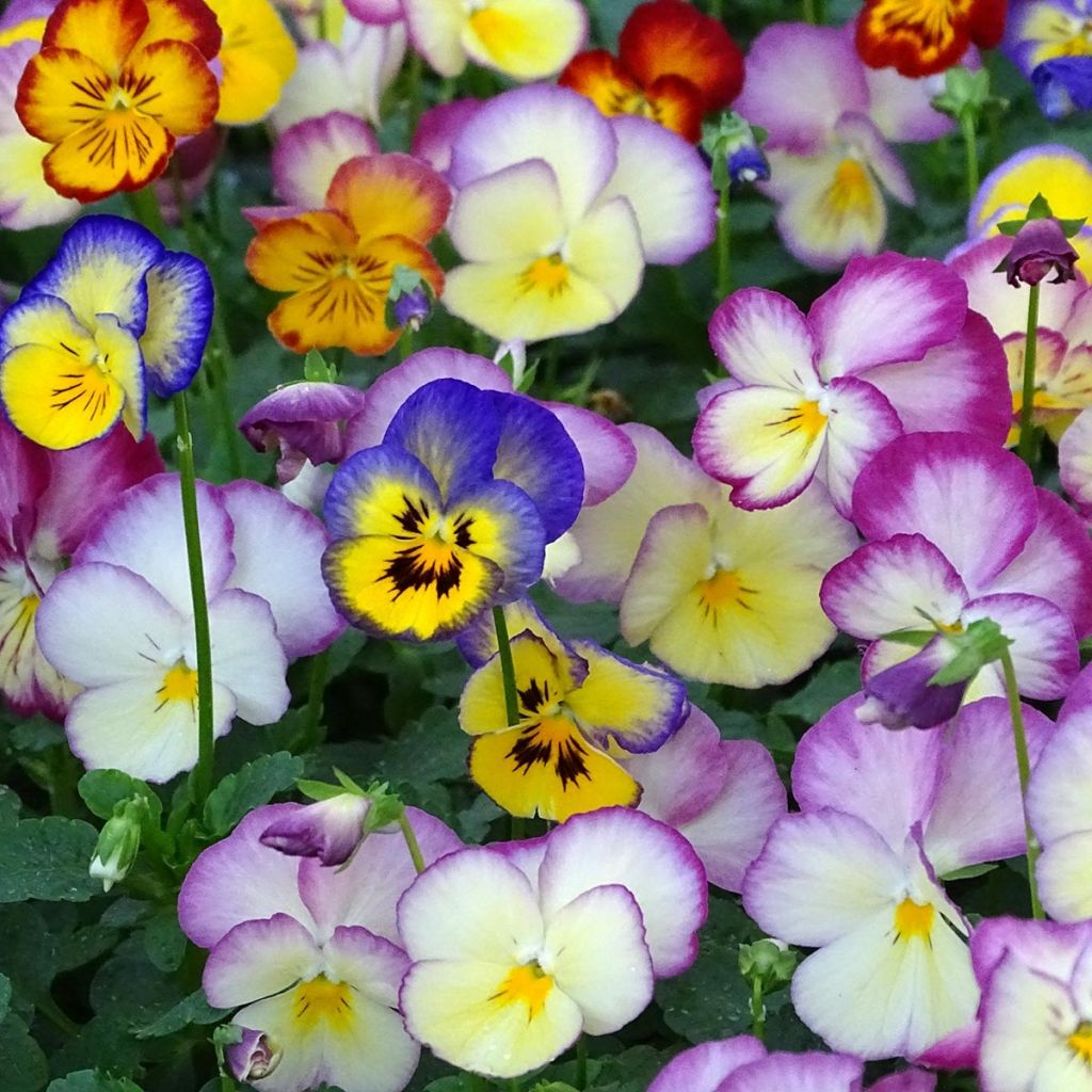 Viola Ultima Radiance F1 Mix