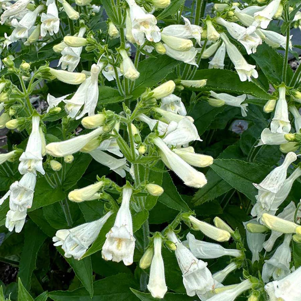 Penstemon Nova Pearl