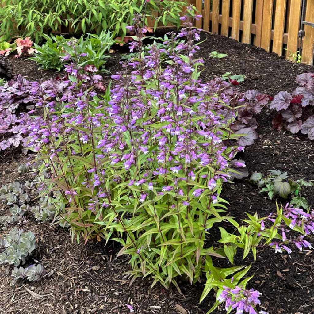 Penstemon Nova Twilight