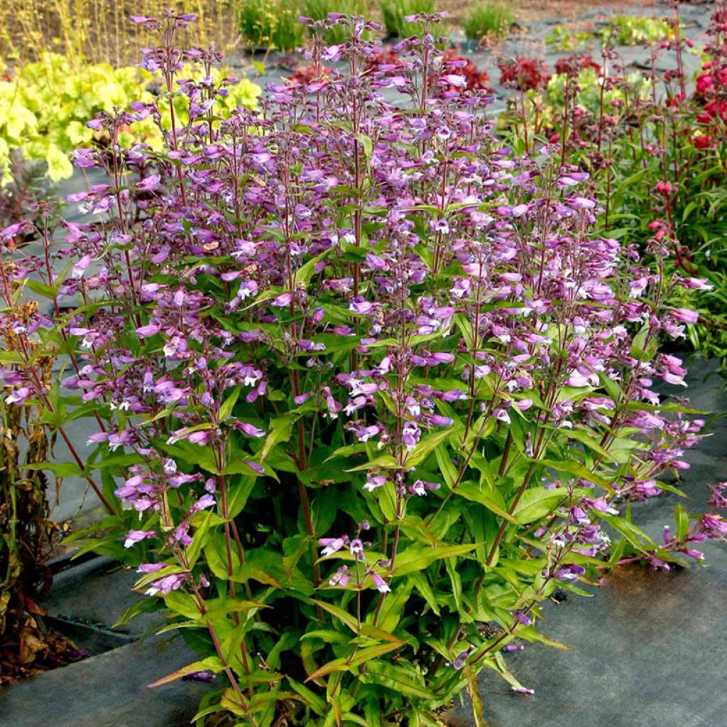 Penstemon Nova Twilight