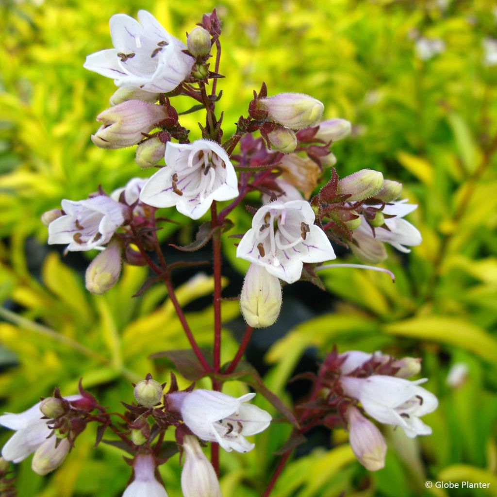 Penstemon digitalis Goldfinger