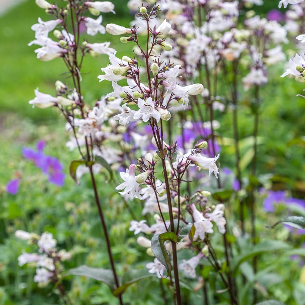 Penstemon digitalis Husker Red (semi)