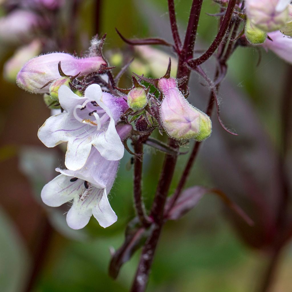 Penstemon digitalis Husker Red (semi)