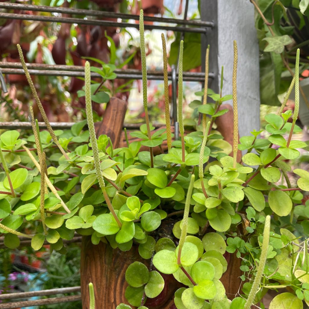 Peperomia rotundifolia