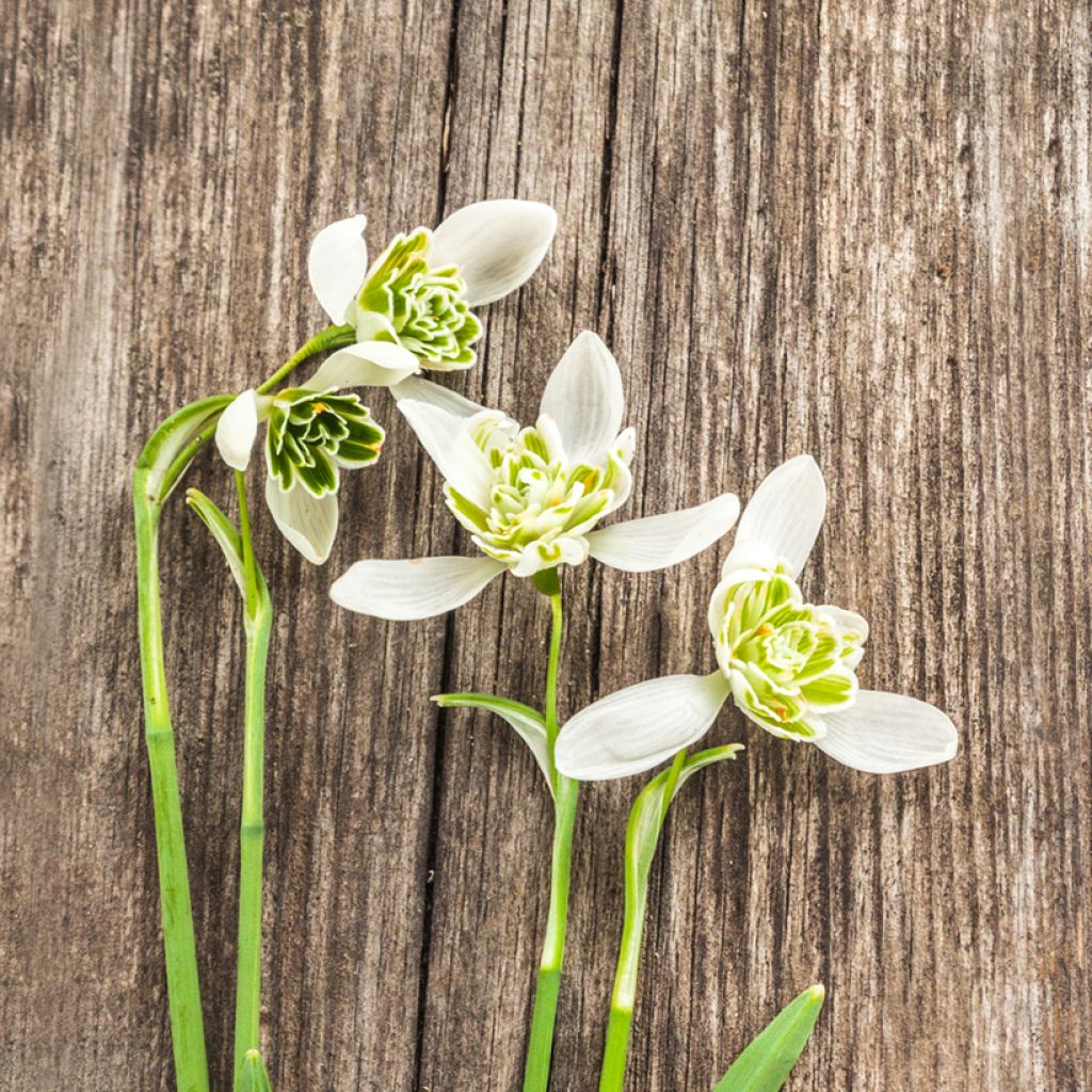 Galanthus Hippolyta - Bucaneve