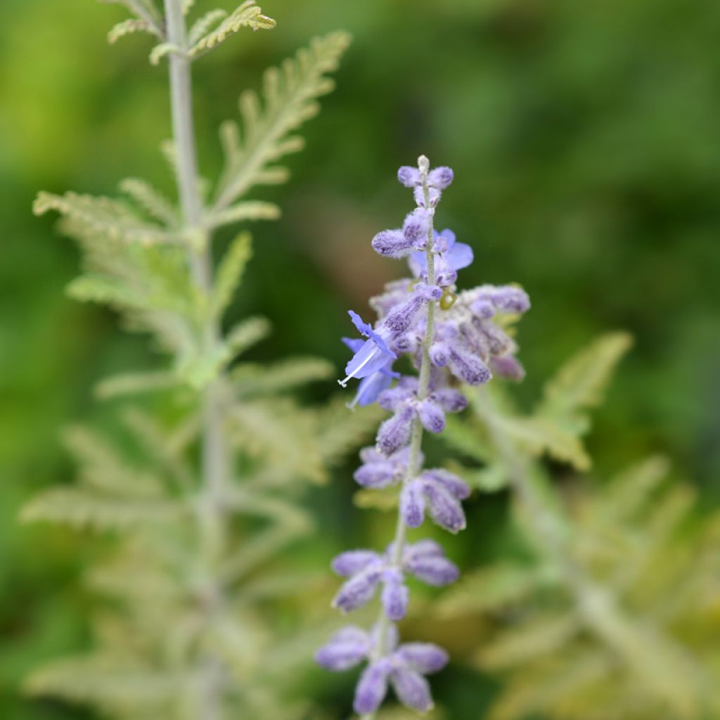 Perovskia atriplicifolia Blue Spire - Salvia russa
