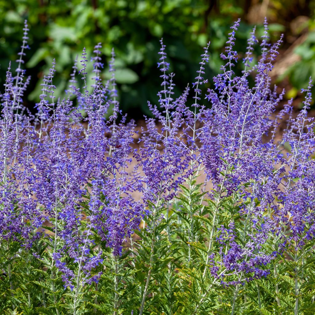 Perovskia atriplicifolia Blue Spire - Salvia russa