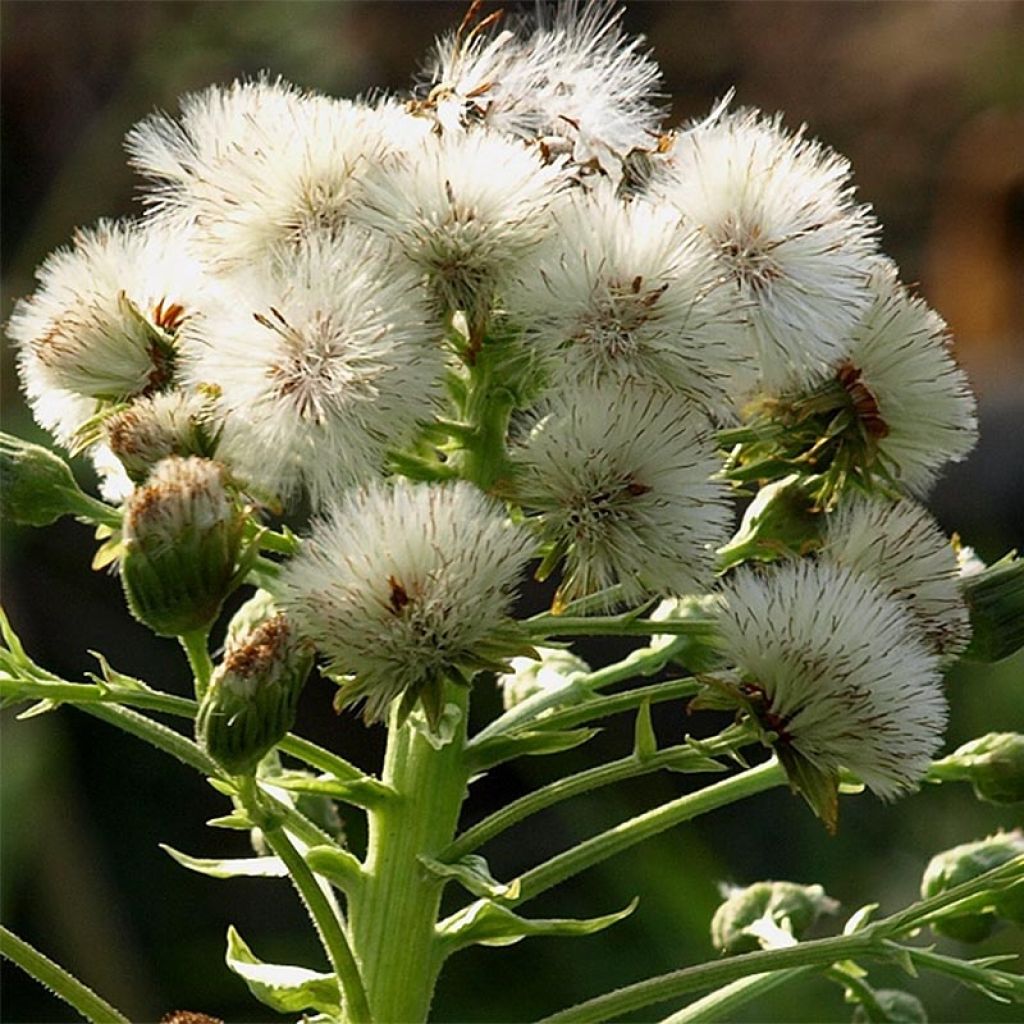 Petasites japonicus Giganteus