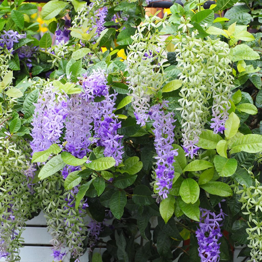 Petrea volubilis