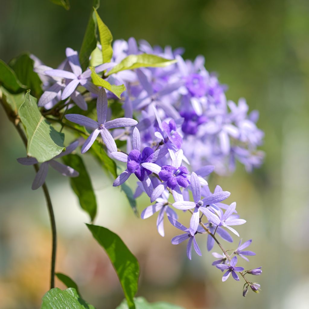 Petrea volubilis
