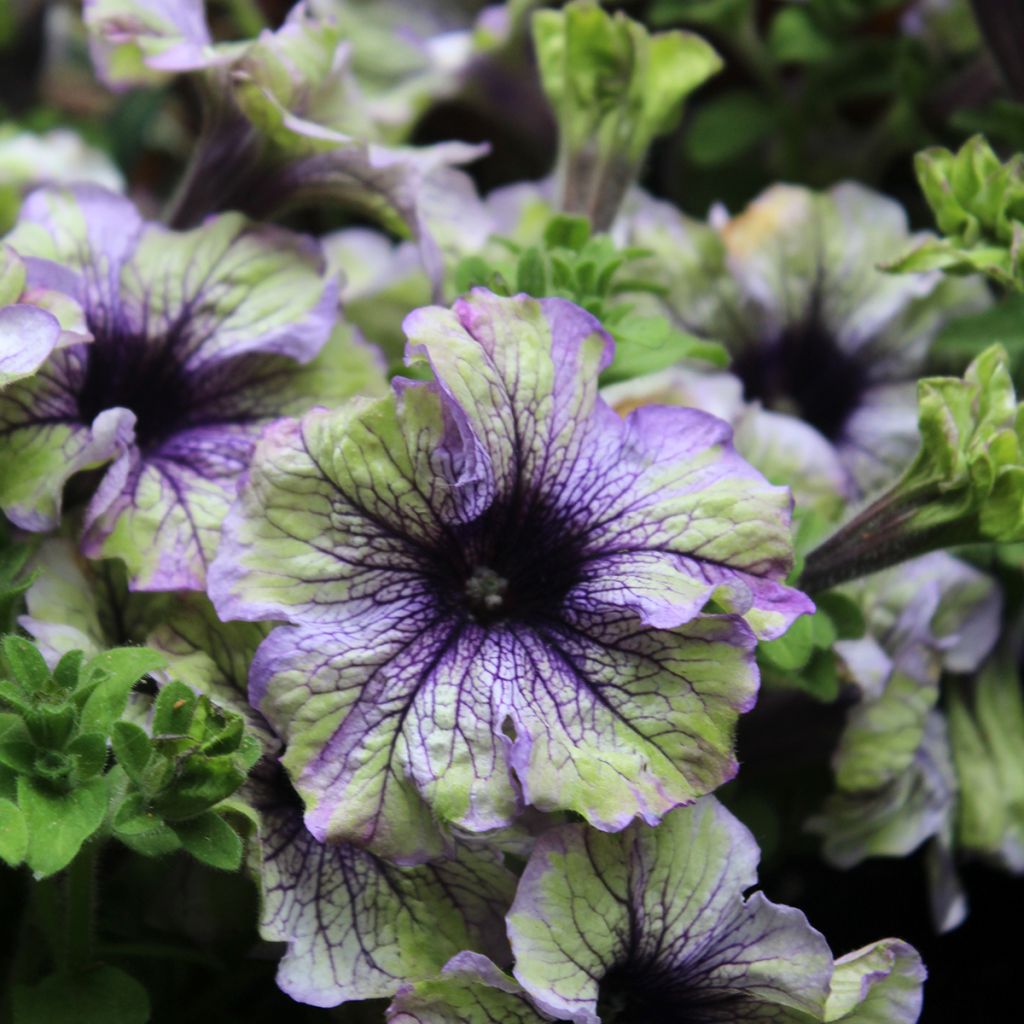 Pétunia Amazonas Plum Cockatoo