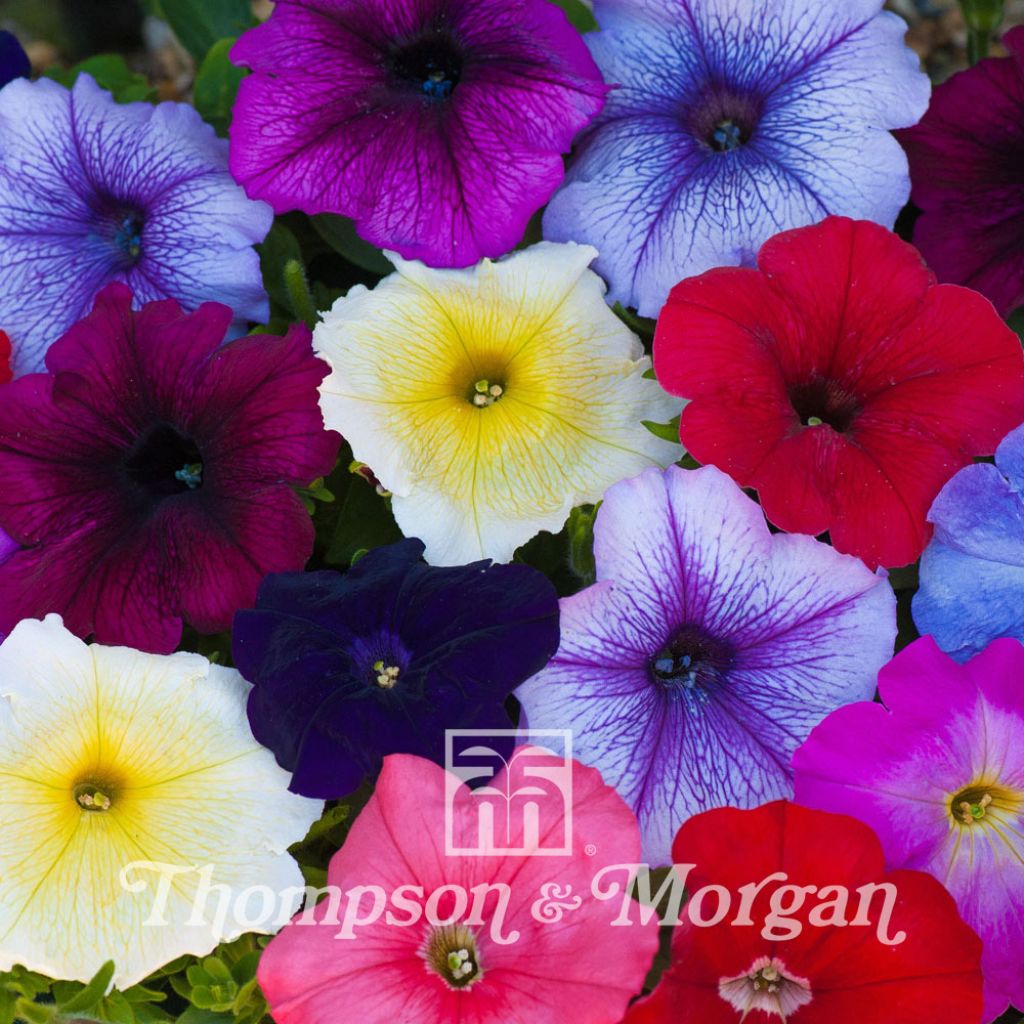 Petunia T&Ms Global Grandiflora F1 Hybrid
