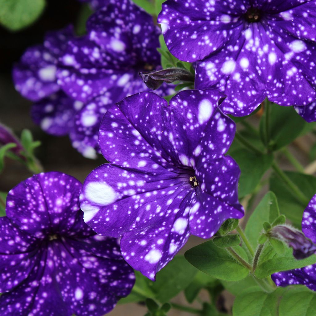 Petunia Splash Dance Bolero Blue