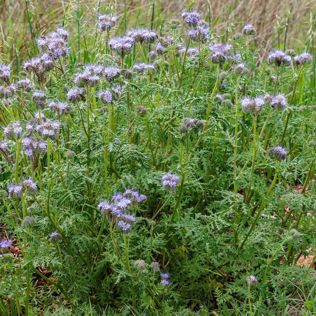 Phacelia tanacetifolia BIO - Facelia