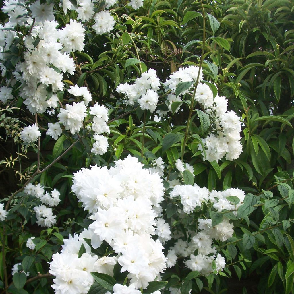 Philadelphus Frosty Morn - Filadelfo