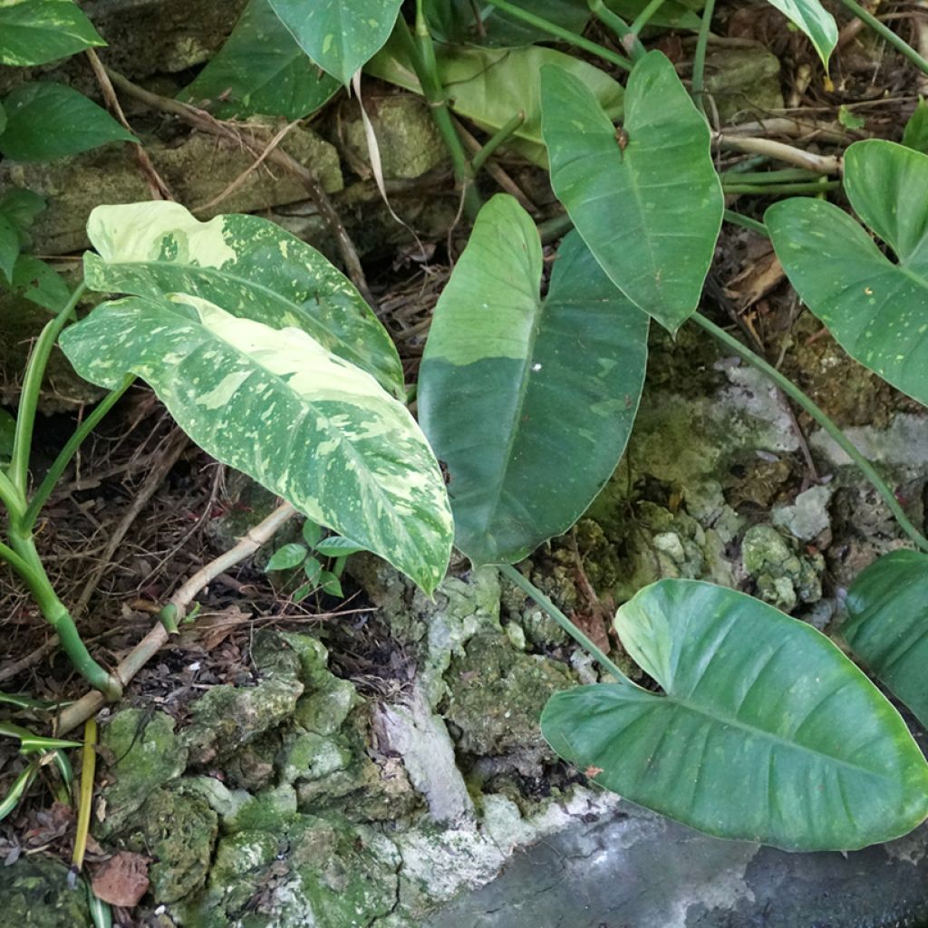 Filodendro - Philodendron Jose Buono