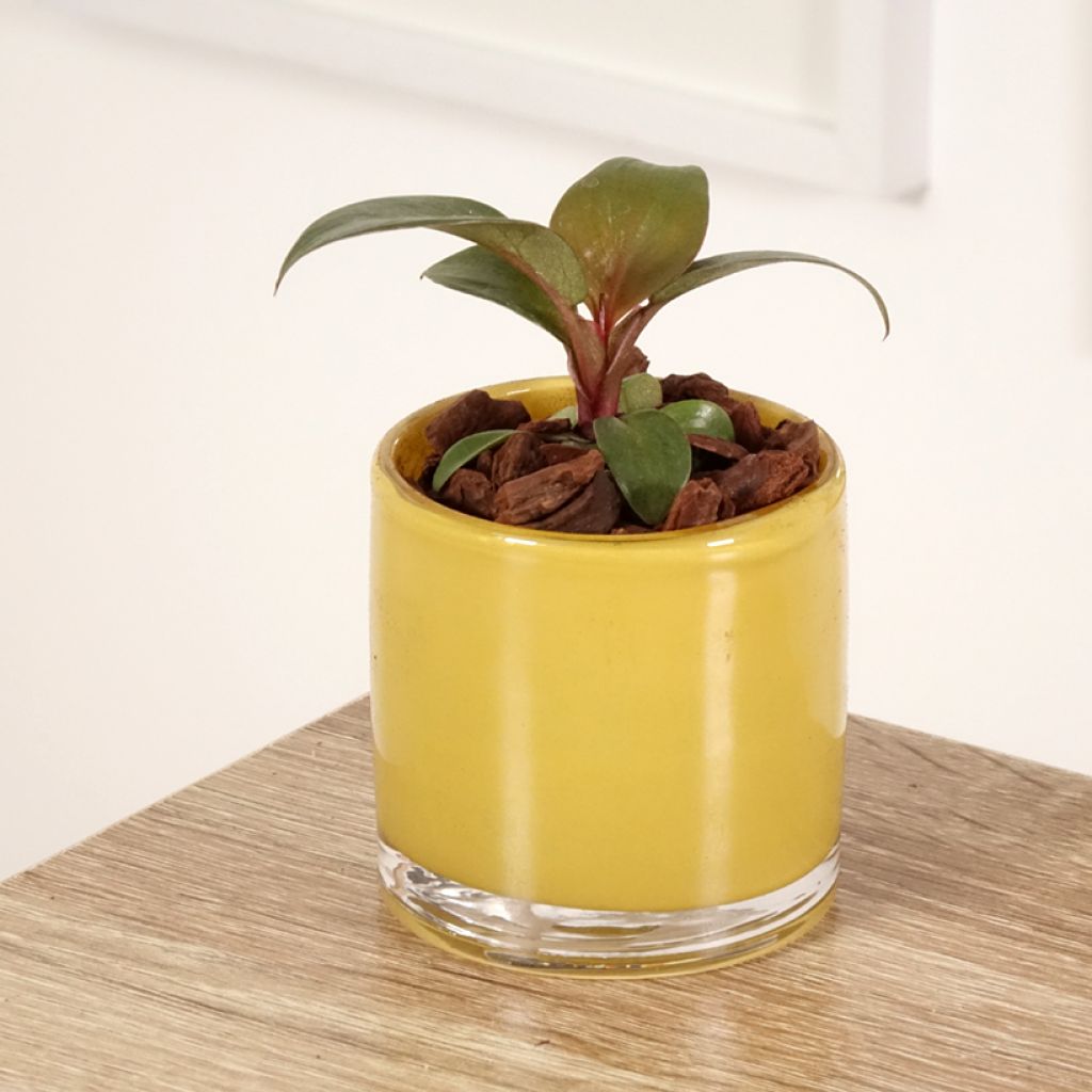 Filodendro - Philodendron Red Heart