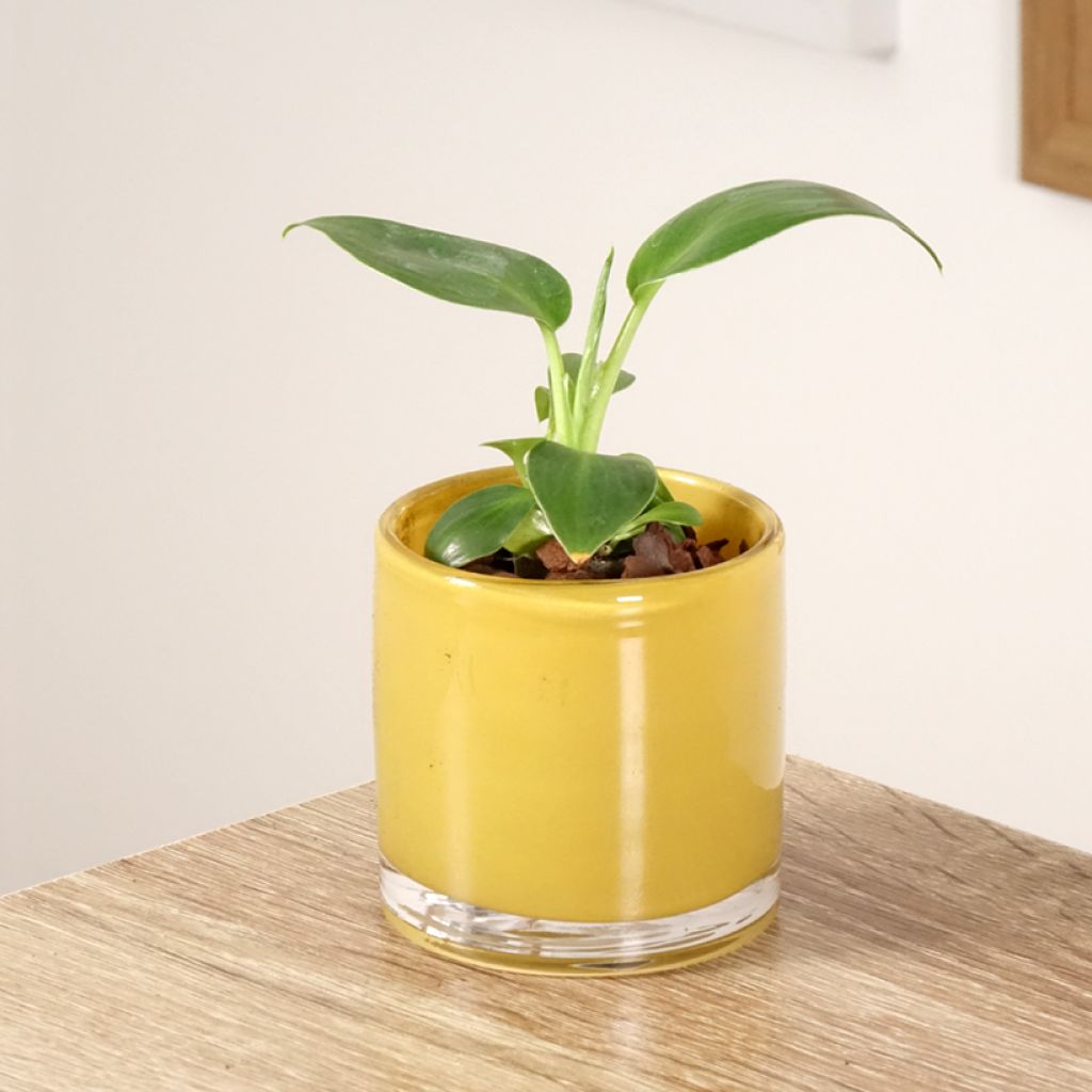 Filodendro - Philodendron rugosum Aberrant